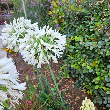 Casado * San Pancrazio Salentino